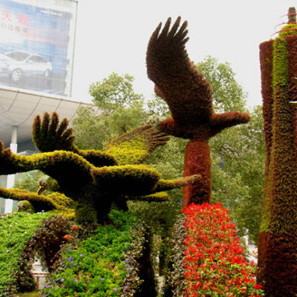 五色草  自然風景區(qū) 城市主題公園