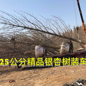 25公分精品銀杏樹(shù)裝車