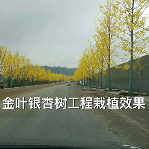 金葉銀杏樹(shù)工程栽植效果 銀杏小苗