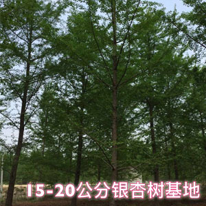 15-20公分銀杏樹(shù)基地 銀杏小苗