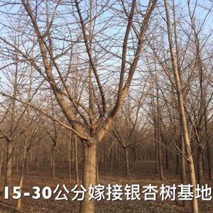 15-30公分嫁接銀杏樹(shù)基地 銀杏小苗
