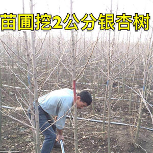 苗圃挖2公分銀杏樹(shù) 銀杏小苗
