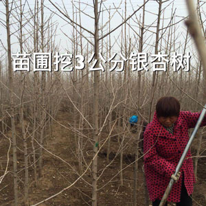 苗圃挖3公分銀杏樹(shù) 銀杏小苗