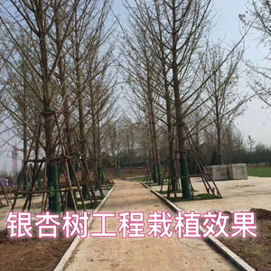 銀杏樹(shù)工程栽植效果 銀杏小苗