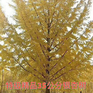 特級(jí)精品35公分銀杏樹(shù) 銀杏小苗