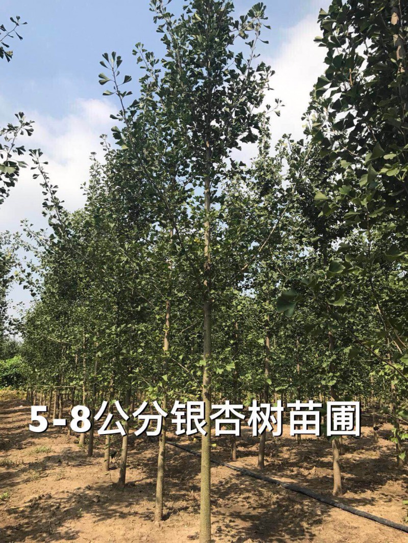 5-8公分銀杏樹苗圃