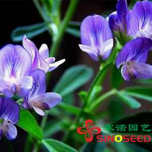 草種子   草類種子（草坪、牧草）牧草 紫花苜蓿