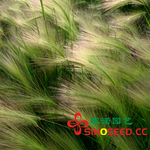草類種子（草坪、牧草） 觀賞草 綠波草種子