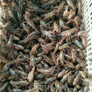 龍蝦、龍蝦苗、龍蝦種苗