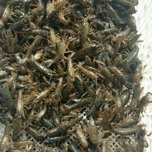 龍蝦、龍蝦苗、龍蝦種苗