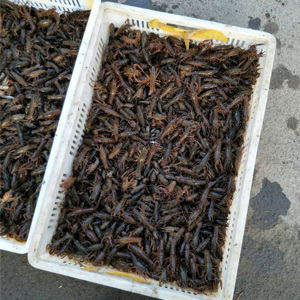 龍蝦、龍蝦苗、龍蝦種苗