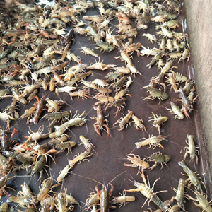 龍蝦、龍蝦苗、龍蝦種苗