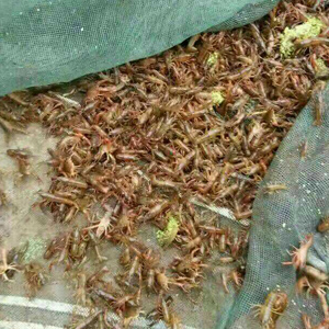 龍蝦、龍蝦苗、龍蝦種苗