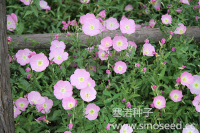 多年生 野花 美麗月見(jiàn)草 粉