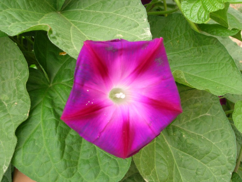 多年生 野花 牽?；?混/藍(lán)
