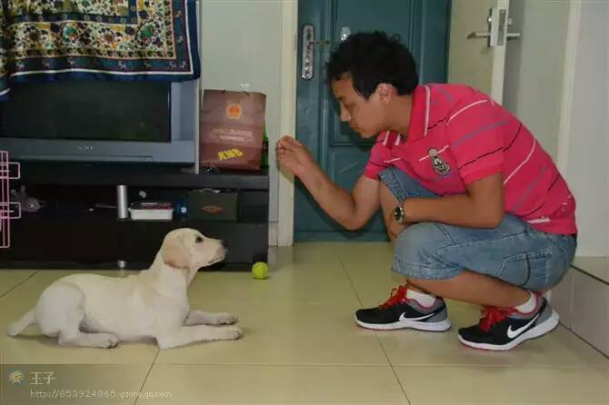 寵物訓(xùn)練 北京上門訓(xùn)犬