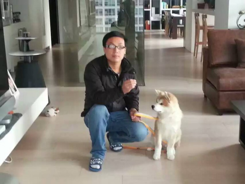 寵物訓(xùn)練 北京上門訓(xùn)犬