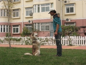 寵物訓(xùn)練 北京上門訓(xùn)犬