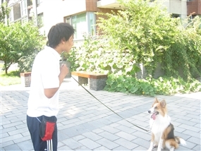 寵物訓(xùn)練 北京上門訓(xùn)犬