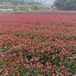 廠家直銷 一年生地苗 品種多樣 品質(zhì)保證