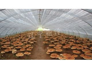 沈陽(yáng)食用菌大棚廠家  溫室大棚廠家  靈芝溫室大棚