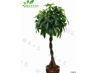 仿真辮子發(fā)財(cái)樹  廠家直銷    沈陽仿真植物生產(chǎn)廠家