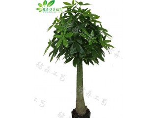 仿真木瓜桿發(fā)財(cái)樹   廠家直銷    沈陽仿真植物生產(chǎn)廠家