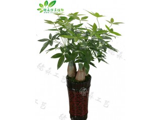 仿真盆景發(fā)財(cái)樹   廠家直銷    沈陽仿真植物生產(chǎn)廠家