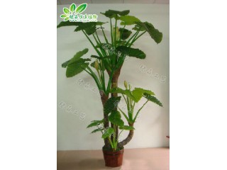 仿真滴水觀音   廠家直銷    沈陽(yáng)仿真植物生產(chǎn)廠家
