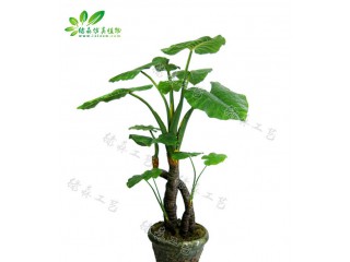 仿真滴水觀音   廠家直銷    沈陽(yáng)仿真植物生產(chǎn)廠家