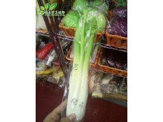 仿真芹菜  廠家直銷    沈陽仿真植物生產(chǎn)廠家