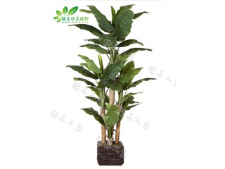仿真五桿大芭蕉 廠家直銷  沈陽仿真植物生產(chǎn)廠家