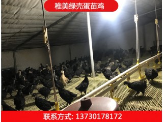稚美禽業(yè)，綠殼蛋雞苗、黑羽高產(chǎn)綠殼蛋雞、麻羽綠殼蛋雞