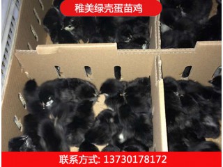 稚美禽業(yè)，黑羽高產(chǎn)綠殼蛋雞、麻羽綠殼蛋雞