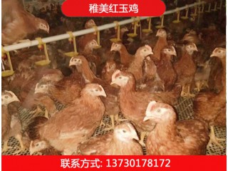 稚美紅玉380雞苗、土雞雞苗