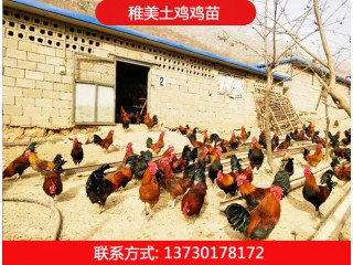 稚美土雞雞苗，華北柴雞