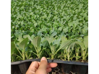 寶雞菜花苗育苗基地 供應(yīng)65松花菜種苗
