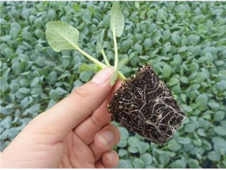 徐水菜花苗育苗基地 供應(yīng)65松花菜種苗