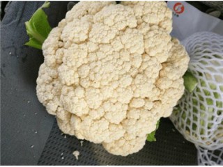 雄縣甘藍(lán)苗育苗廠代育費(fèi)用價格
