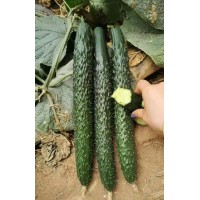 嘉善縣嫁接黃瓜苗 強(qiáng)磁德瑞特黃瓜苗廠