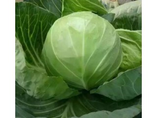 商丘甘藍(lán)苗哪有賣 周口有機(jī)菜花苗批發(fā)