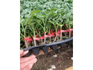 淄博普羅旺斯西紅柿苗,煙臺(tái)小番茄苗廠家