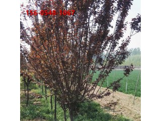 15公分紫葉李苗木18公分紫葉李規(guī)格全自產(chǎn)自銷