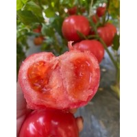 蒲城育番茄種苗廠,合陽高抗病西紅柿苗品種2025